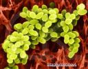 staphylococcus.jpg